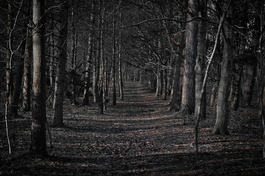 Spooky Forest, Forest at Night HD wallpaper
