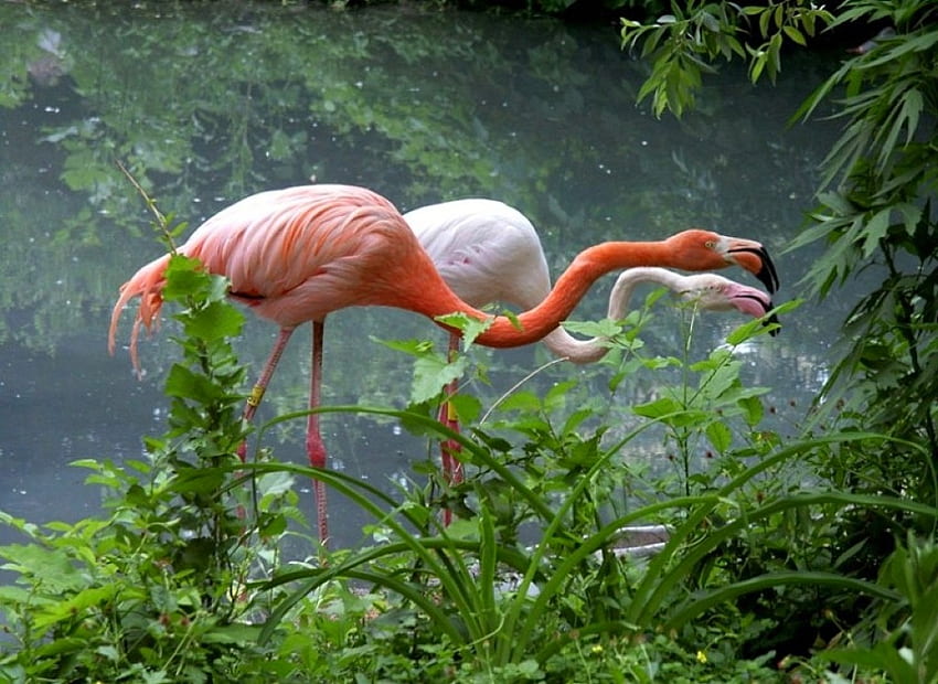 Flamingi na zielono, fajnie, na zielono, flamingi Tapeta HD