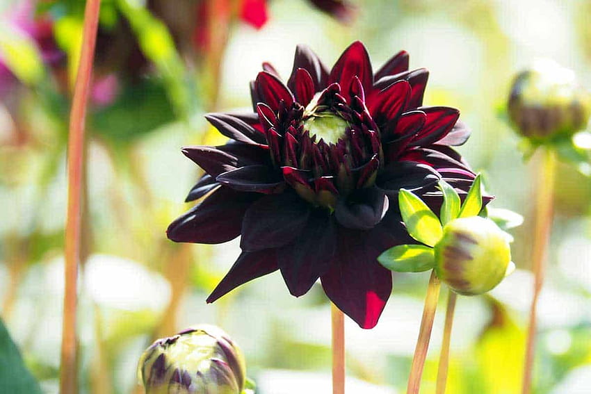 Black Dahlia Flowers [Types, Care Tips and ] HD wallpaper