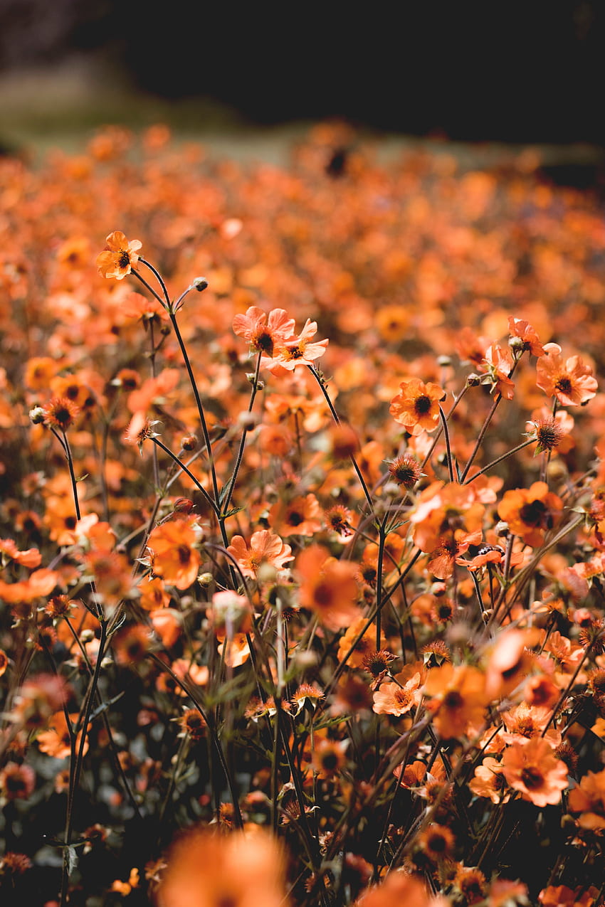 Plantes, Fleurs, Bloom, Floraison, Sur Le Terrain Fond d'écran de téléphone HD