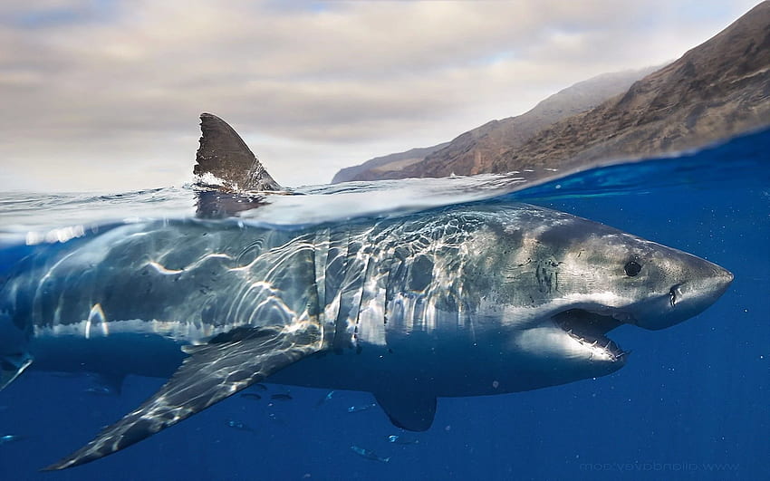 백상아리 상어와 배경, 멋진 상어 화면 HD 월페이퍼