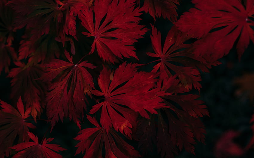 葉、赤、黒、暗い、植物 - 黒と赤 -、赤と黒 高画質の壁紙