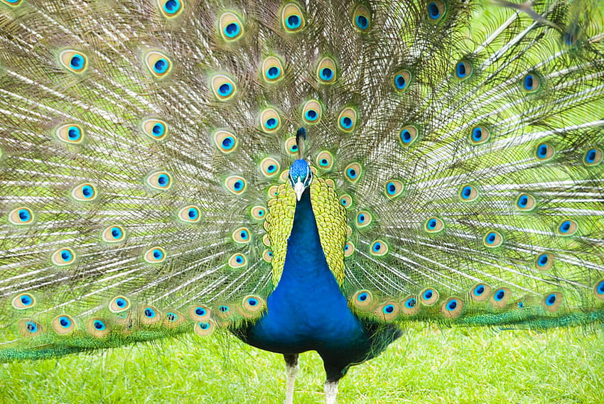 Strutting Peacock, strutting, birds, peacock, wildlife HD wallpaper