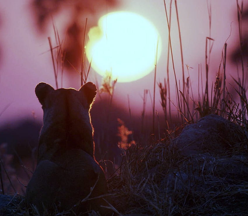 Lion sunset, grass, lion, resting, sunset HD wallpaper
