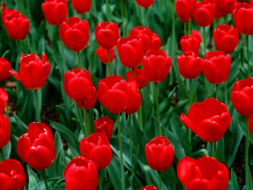 Red Tulips Flower - Best . Red perennials, Red flower , Tulips flowers HD wallpaper