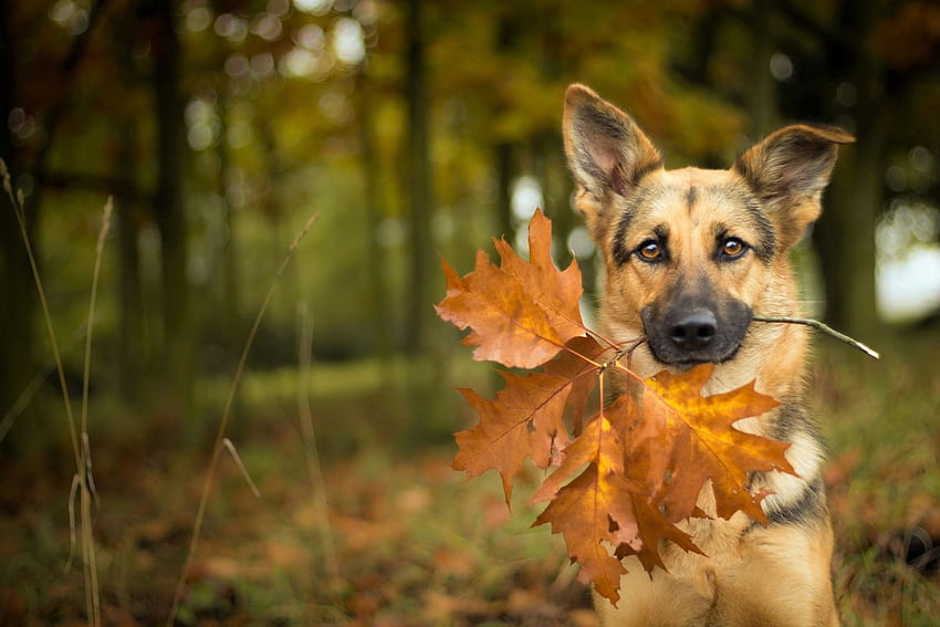 It's autumn!, caine, german shepherd, dog, autumn, leaf, orange, toamna HD wallpaper