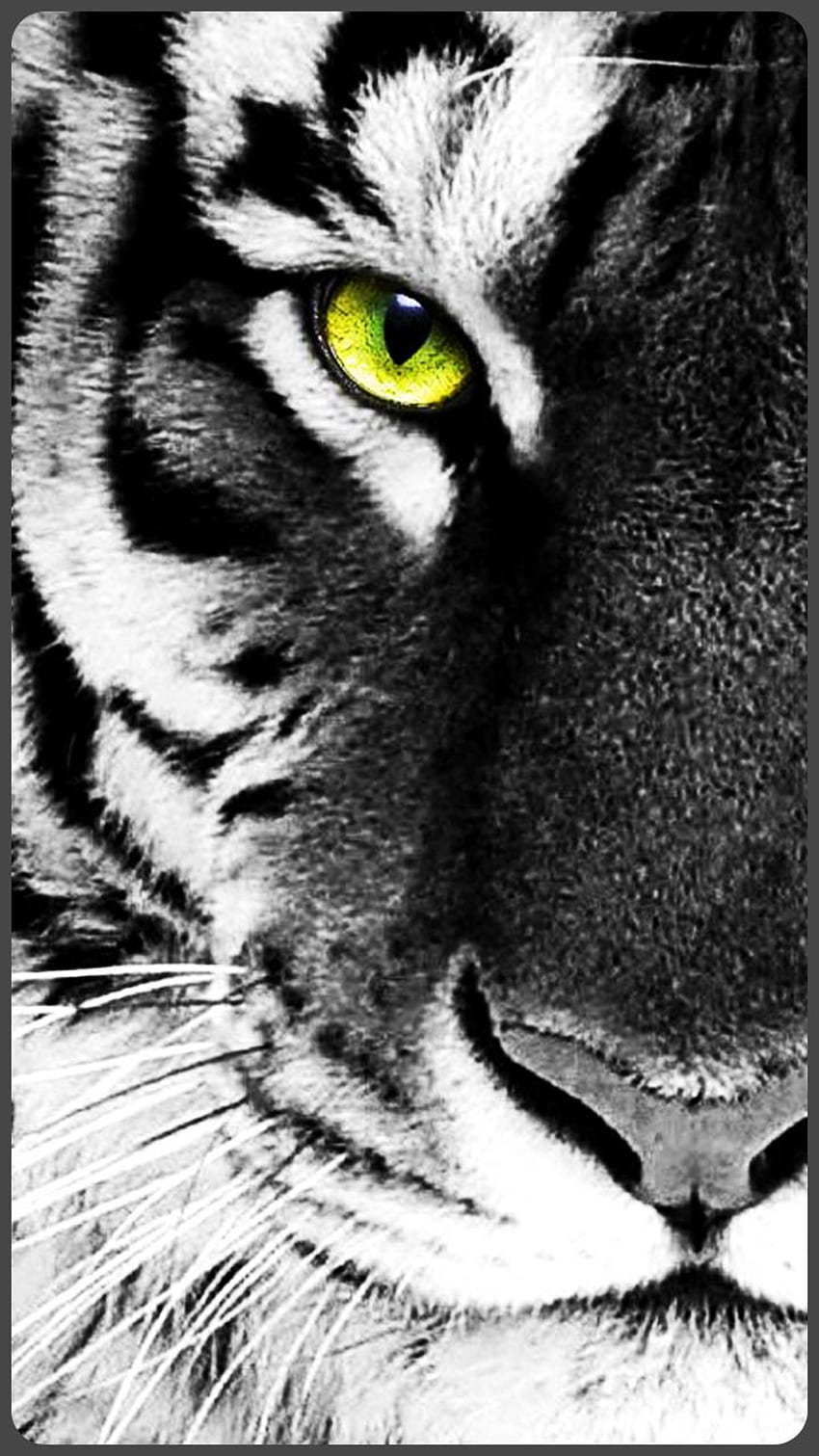Beautiful Tiger - Jaguar for Android - APK HD phone wallpaper