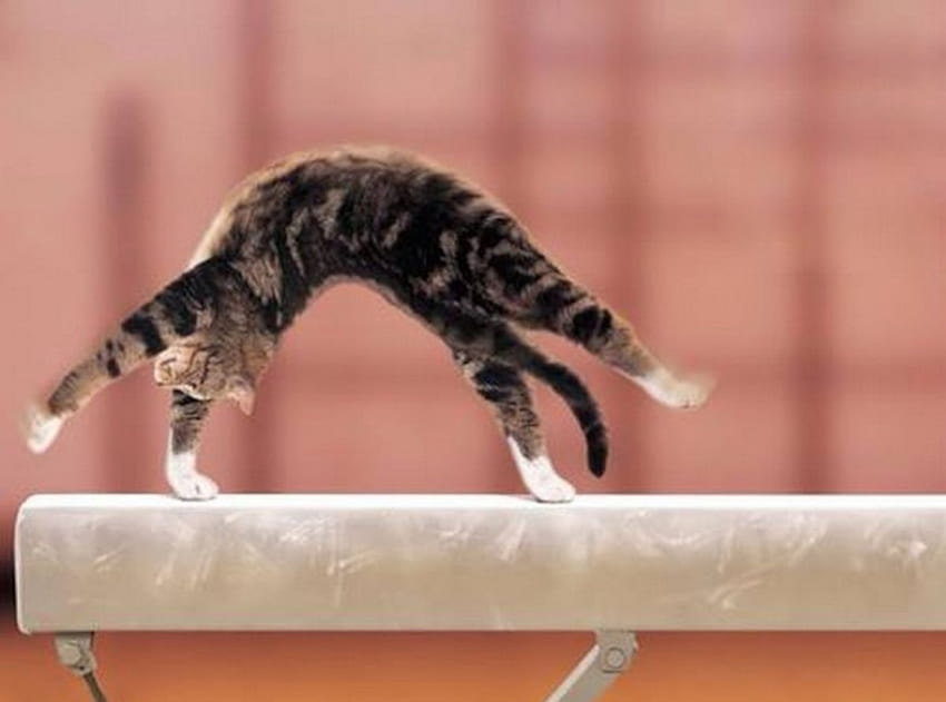 Funny Kitten, animal, kitten, gymnastics, cat, funny HD wallpaper