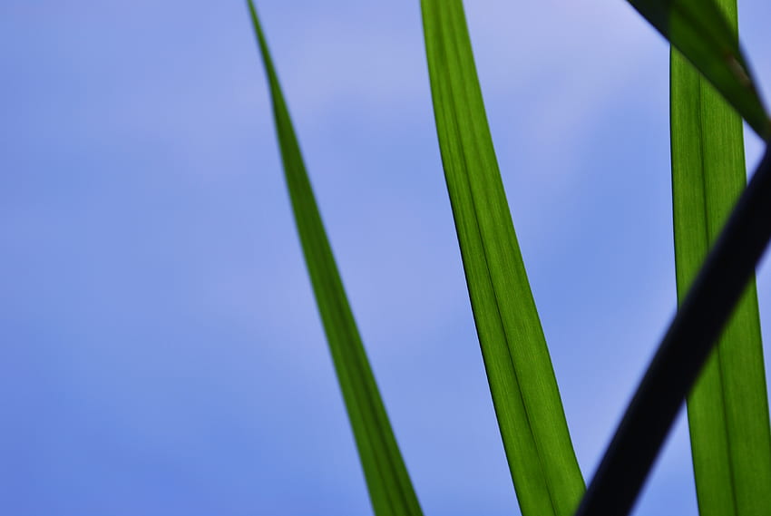 Mon ciel bleu, bleu, palmier, plantes, vert, ciel Fond d'écran HD