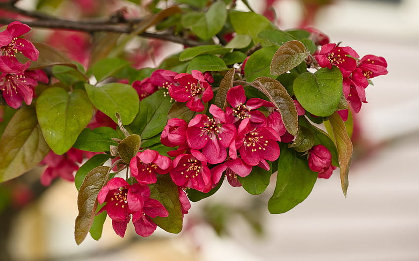 Apple Blossoms แอปเปิ้ล ธรรมชาติ ดอก ดอกไม้ วอลล์เปเปอร์ HD