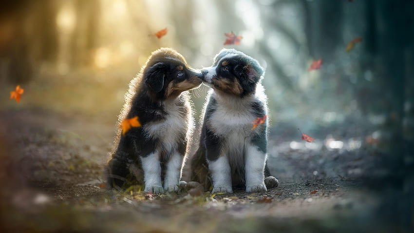 Two Cute Puppies Are Kissing Each Other Sitting In Blur Forest ...