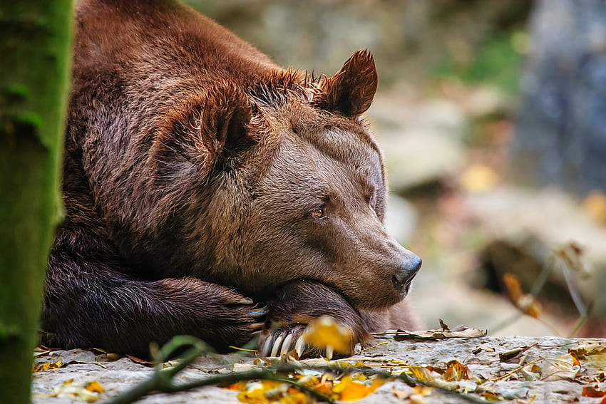 Animals, Lie, To Lie Down, Muzzle, Bear, Relaxation, Rest HD wallpaper