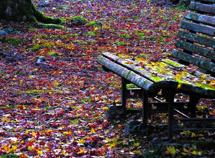 Bench in the fall leaves, bench, autumn, nature, park, fall leaves HD wallpaper