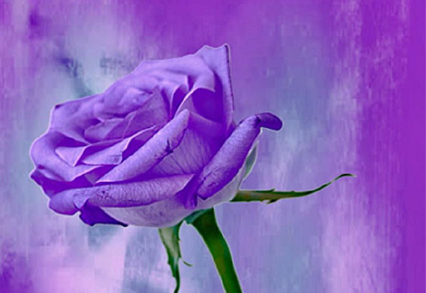 purple rose, delecate, buds, soft, beautiful, nice, tender, rose, pretty, petals, blossoms, bud, nature, flowers, blooms, lovely HD wallpaper