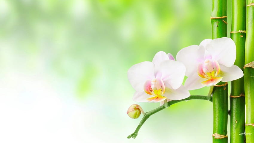 Fiore: orchidee di bambù Bokeh Soft Orchid Spa Fiori Fiore verde Sfondo HD