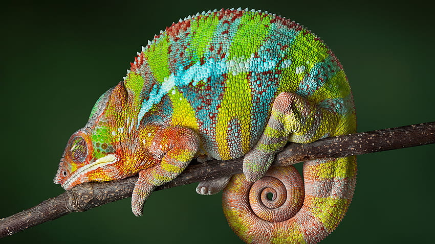 Chameleon Multicolor Branches Animals HD wallpaper