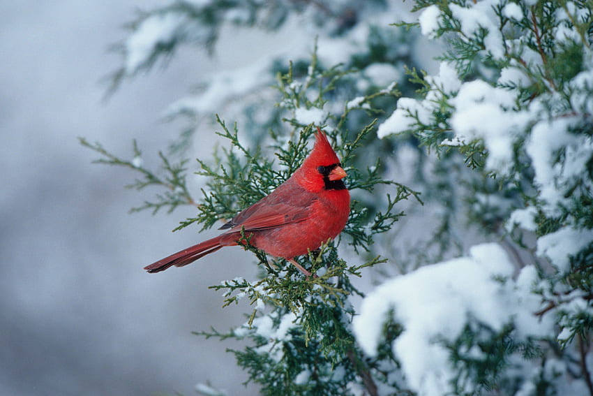 นกคาร์ดินัล แท็บใหม่ นกสีแดง วอลล์เปเปอร์ HD