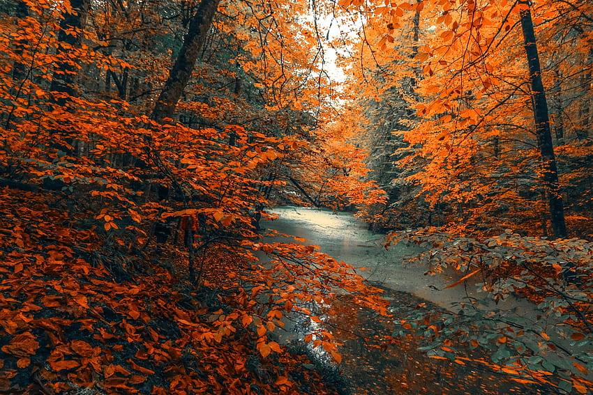 Arbre, forêt, nature, branches d'oranger, arbre, automne Fond d'écran HD