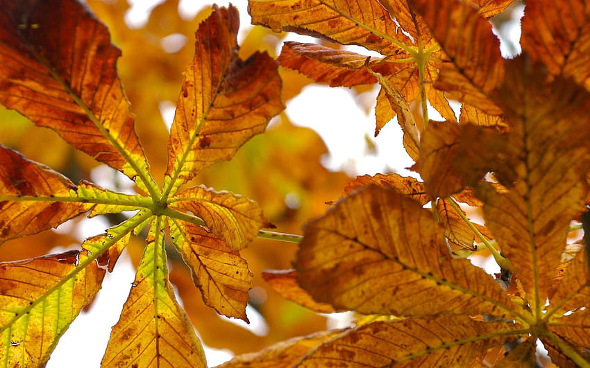 Natureza, Outono, Folhas, Castanha papel de parede HD