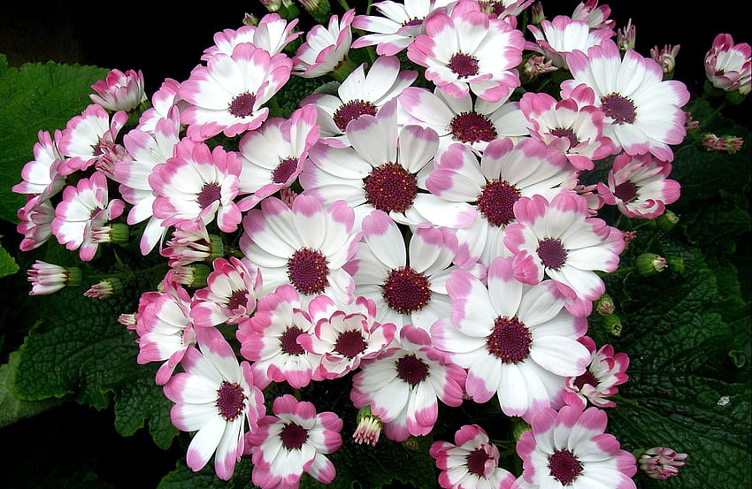 Flowers, Leaves, Flower Bed, Flowerbed, Bicolor, Two-Colored, Cineraria HD wallpaper