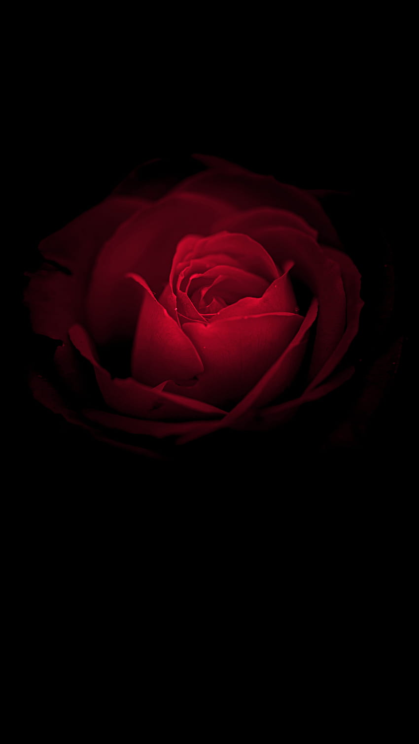 Fleur rose, Rose rouge, Huawei Mate RS, Porsche Design, Noir, Stock, , Fleurs,. pour iPhone, Android, Mobile et Fond d'écran de téléphone HD