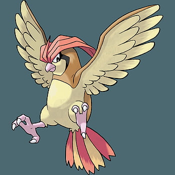 Pidgey Wallpaper