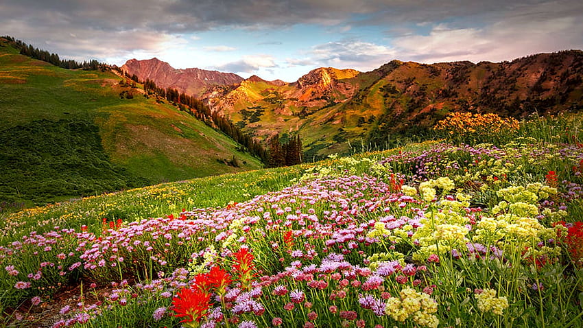 Albion Yaz Çiçekleri Gün Doğumu, Alta, Utah, kır çiçekleri, tepeler, çiçekler, manzara, bulutlar, gökyüzü, dağlar, ABD HD duvar kağıdı