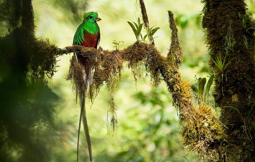 branches, bird, jungle, bokeh, mining, Quetzal, Costa Rica for , section животные HD wallpaper