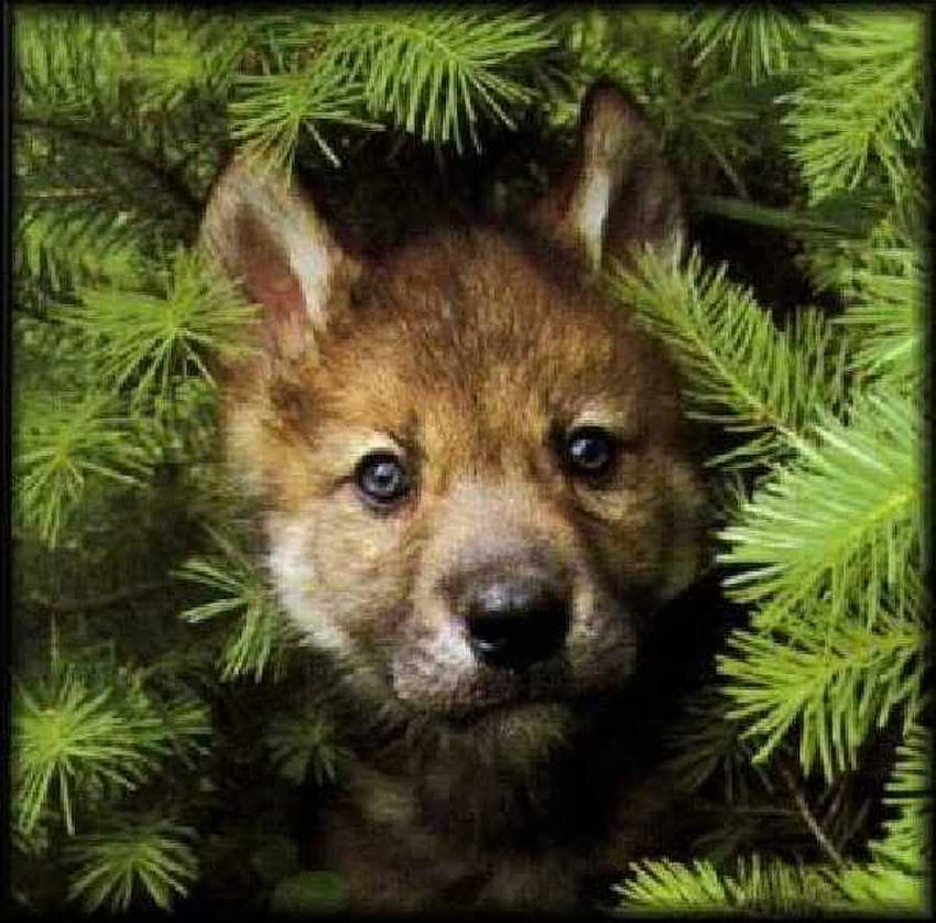 나는 당신을보고 있습니다, 동물, 엿보기, 새끼, 녹색, 개, 자연, 늑대 HD 월페이퍼