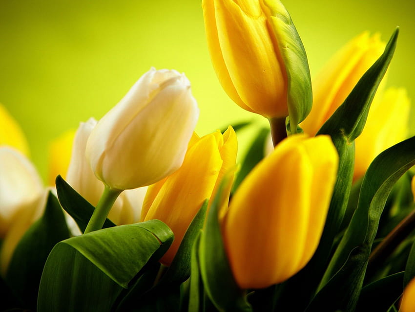 Yellow tulips, , Flowers,. for iPhone HD wallpaper