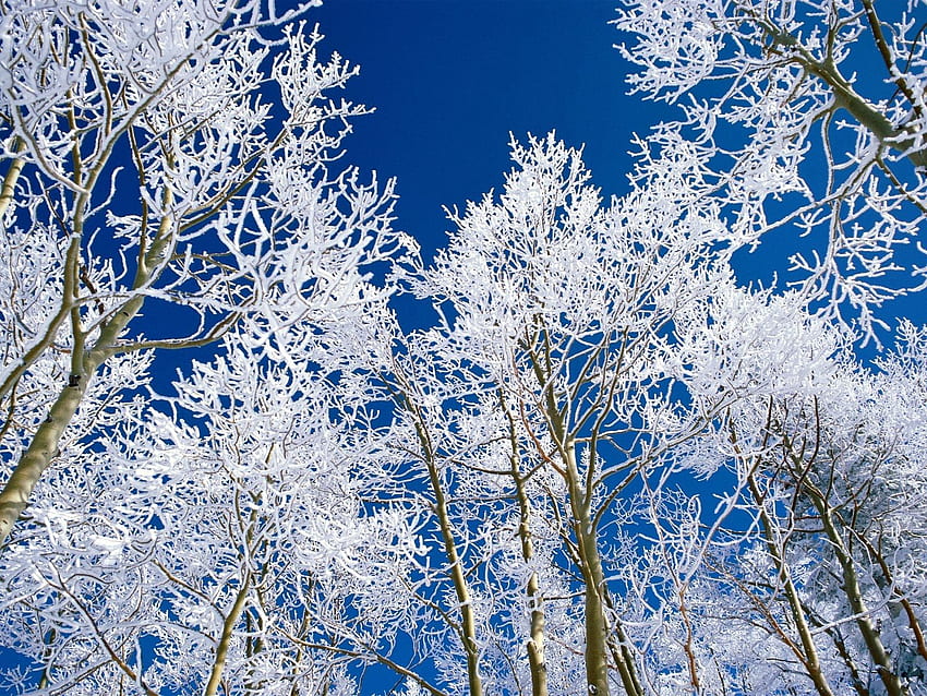 Nature, Trees, Sky, Branches, Branch, Hoarfrost, Frost, Purity HD wallpaper