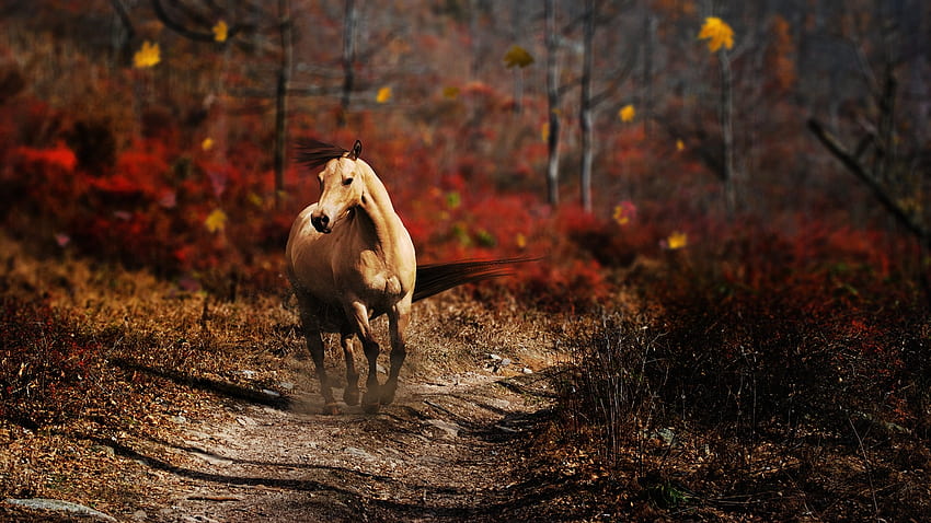 Animals, Grass, Field, Path, Trail, Horse, Run Away, Run, Wind HD wallpaper
