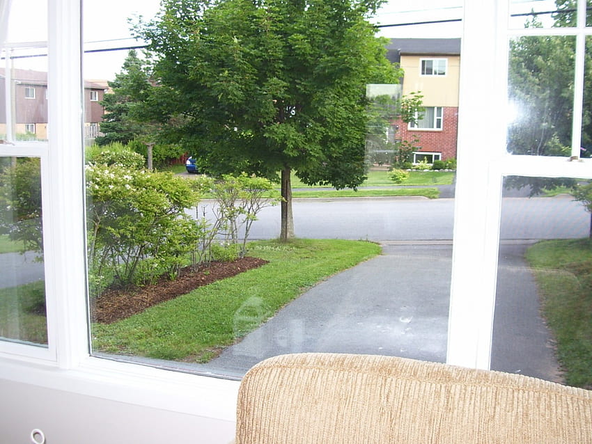 view of street, driveway, greenery, view, grass, tree HD wallpaper