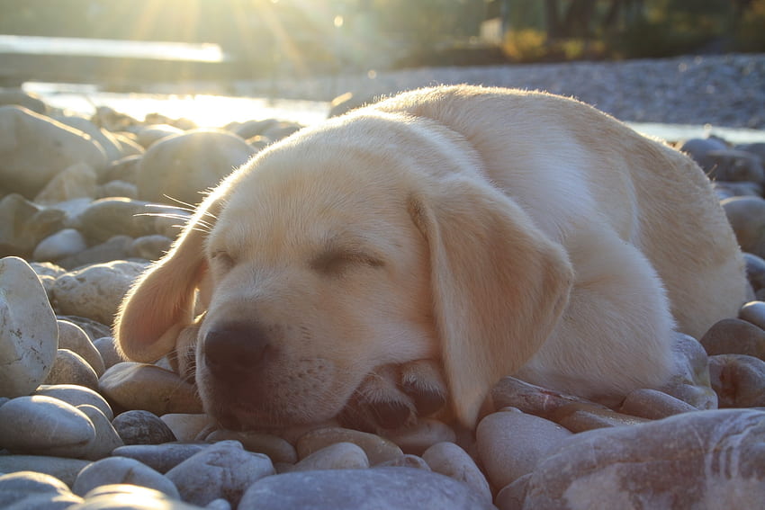 Tiere, Hund, Schnauze, Schatz, Nizza, Labrador, Schlaf, Traum HD-Hintergrundbild