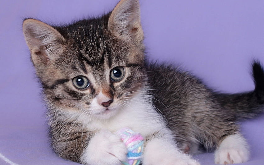 Kitten, animal, purple, pink, cute, cat HD wallpaper