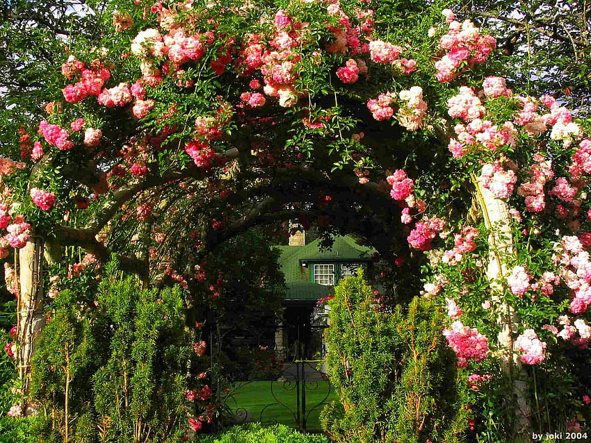 650 English Rose Garden Stock Photos Pictures  RoyaltyFree Images   iStock  English garden English interior