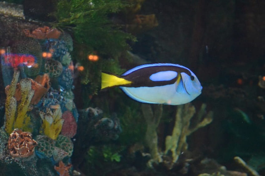Blue Fish, las vegas, azul con aleta amarilla, grafía, pez, tropical fondo de pantalla