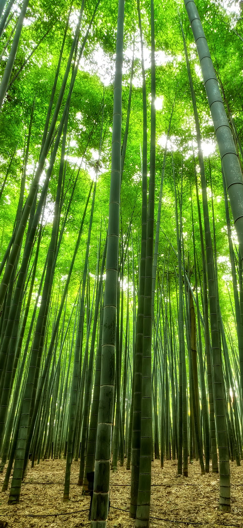 Terra di bambù, telefono di bambù Sfondo del telefono HD