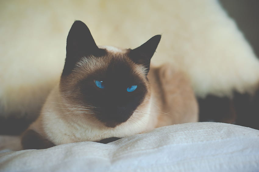 Zwierzęta, kot, niebieskooki, niebieskooki, syjamski Tapeta HD