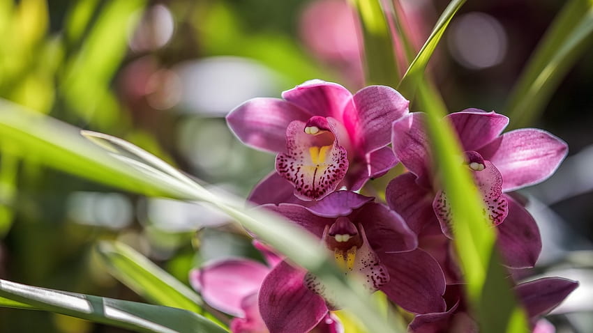 Красиви орхидеи, природа, цветя, орхидеи, листенца HD тапет