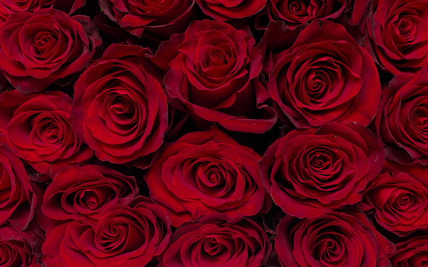 fond de roses rouges, roses bordeaux, boutons de rose, belles fleurs, fond avec des roses pour avec résolution. Haute qualité Fond d'écran HD