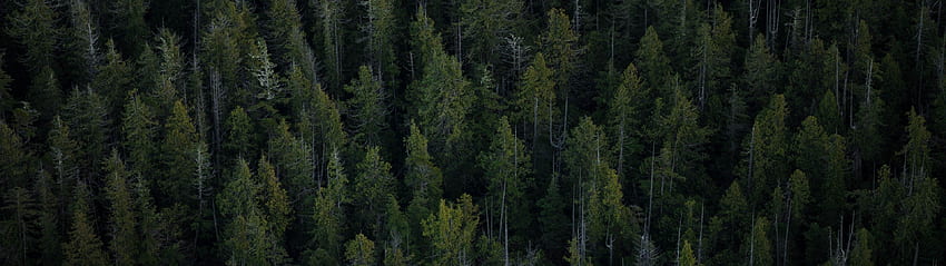 Ağaçlar, Üstten Görünüm, Orman, 3840x1080 Orman HD duvar kağıdı