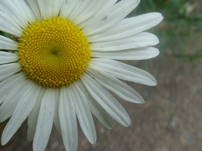 Daisy 4, spring, color, close up, flower HD wallpaper