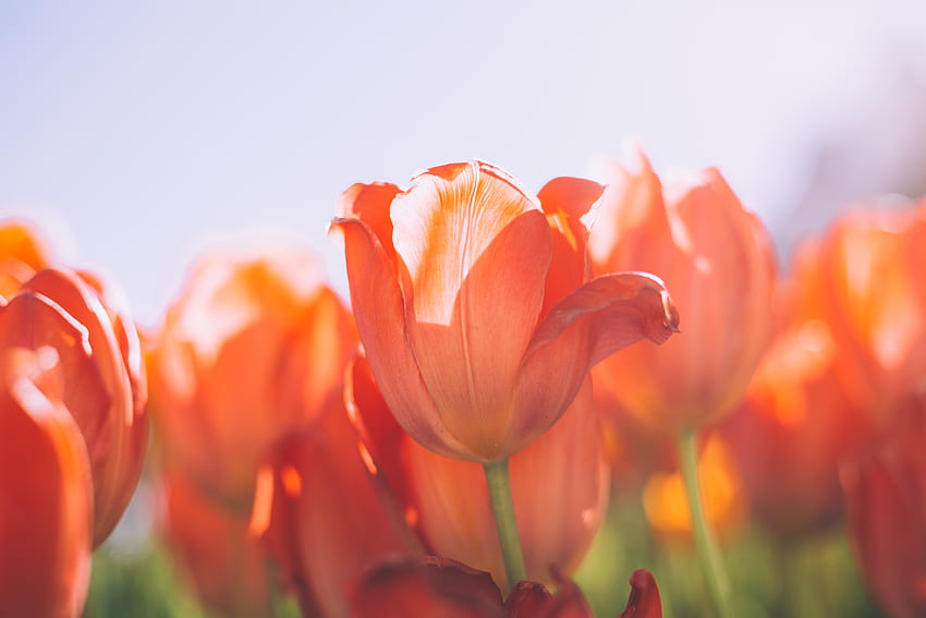 Tulipas laranja, verão, campos, tulipas, brilhante papel de parede HD