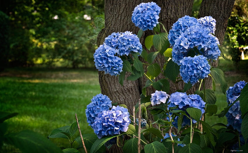 Hortensja, natura, kwiaty, hortensja, niebieskawy fiolet Tapeta HD