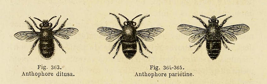 Dibujo científico de abejorro fondo de pantalla