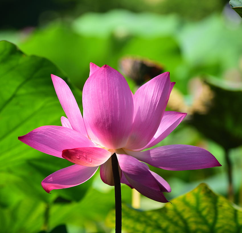 Lotus, plant, flower, lake, bloom HD wallpaper