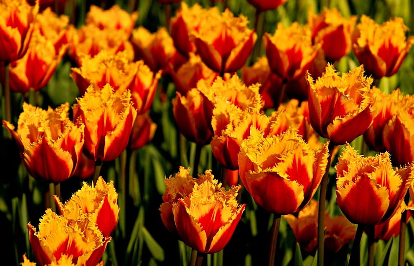 Flowers, Tulips, Close-Up, Flower Bed, Flowerbed, Bicolor, Two-Colored, Terry HD wallpaper