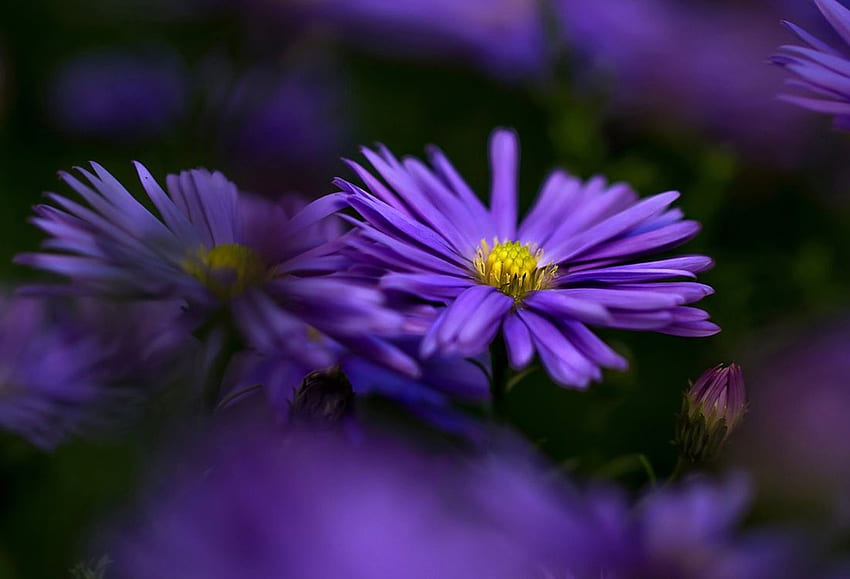 Purple love, purple, garden, love, flower HD wallpaper