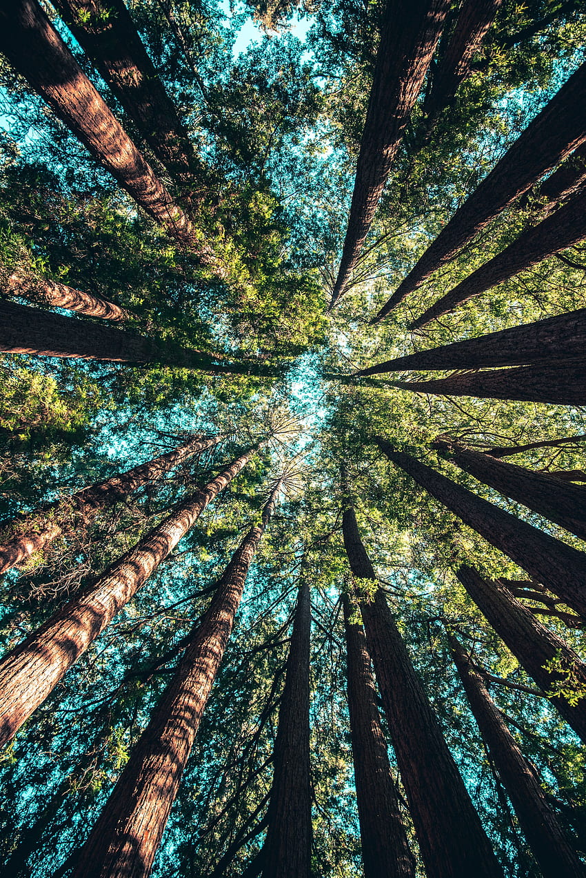 Nature, Trees, Sky, Branches, Bottom View HD phone wallpaper